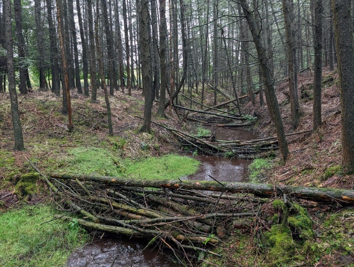 イギリスのリーキーダム